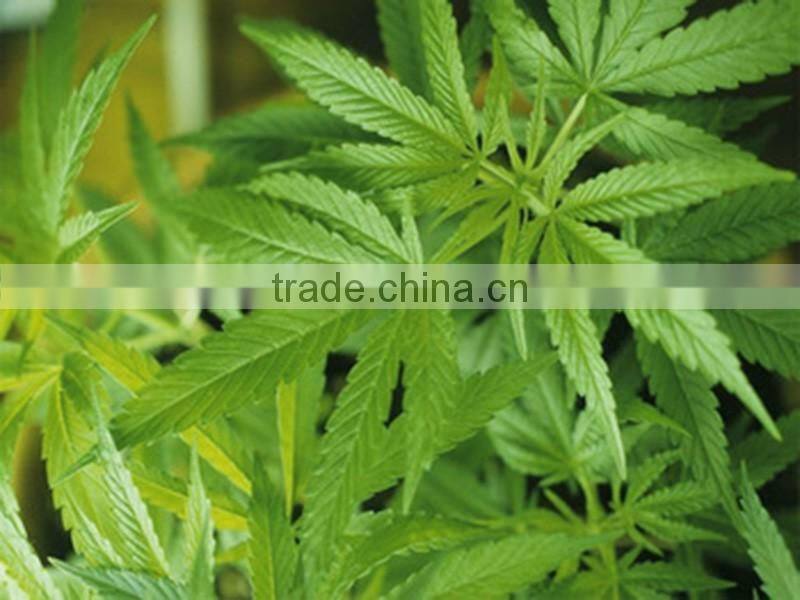 Organic hemp seed oil refined Bulk