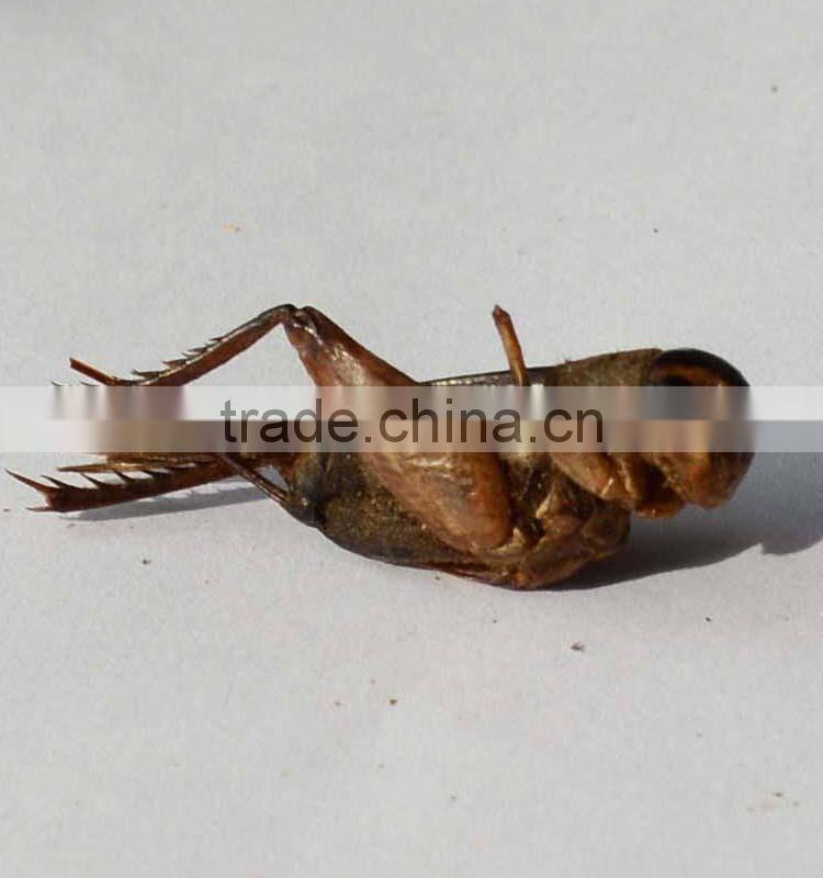 Microwave Dried Crickets For Insect Protein Material