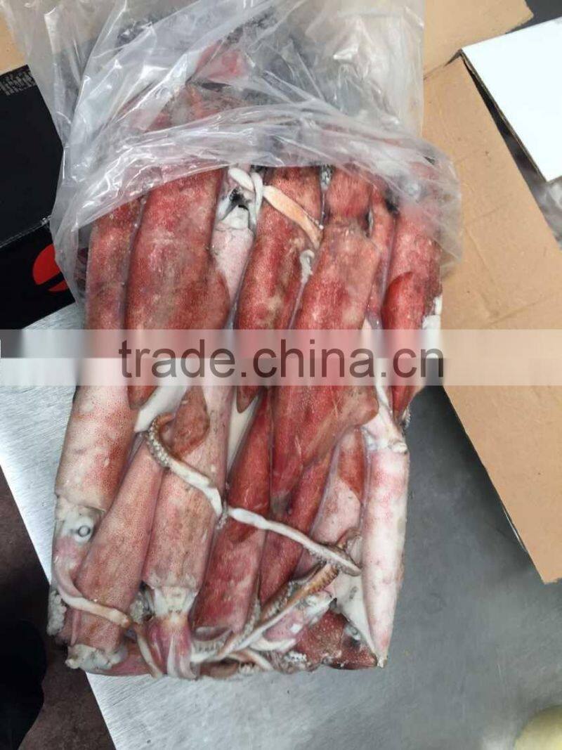 frozen loligo chinensis whole round 13-18cm