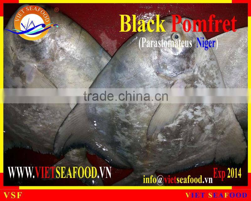 FROZEN BLACK POMFRET WHOLE ROUND