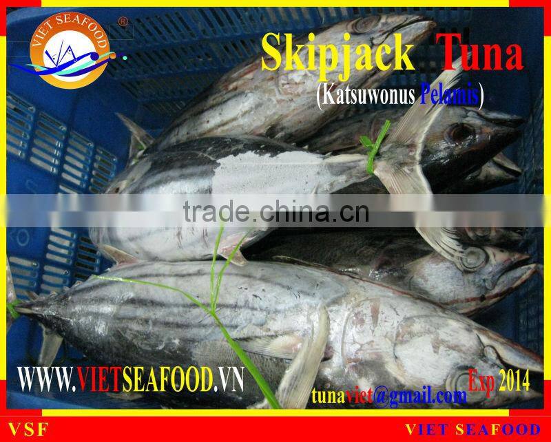 WHOLE ROUND FROZEN SKIPJACK TUNA