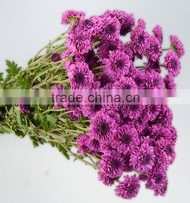 Alibaba china hot selling chrysanthemum from yunnan