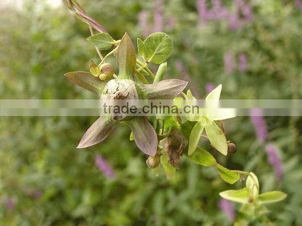 Codonopsis Pilosula Honey