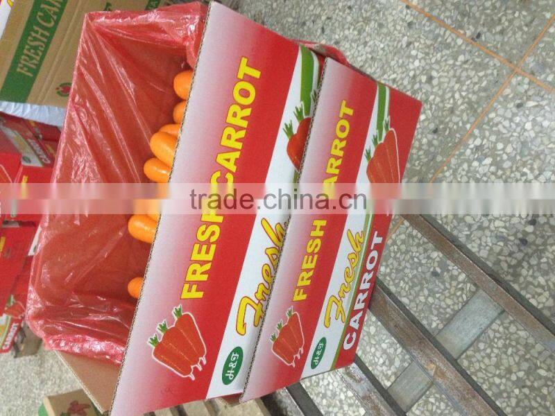 Export Standard Fresh Carrot