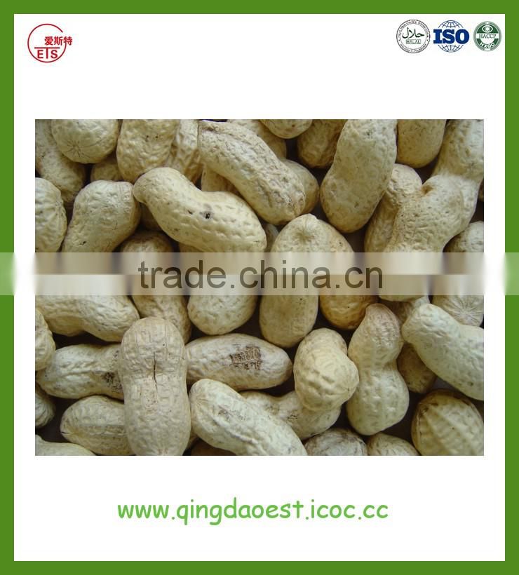 Good quality Shandong peanut in shell with best price