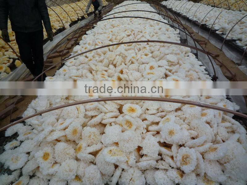 Dried white fungus/tremella/white fungus/silver ear