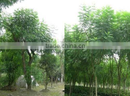 Jacaranda mimosifolia