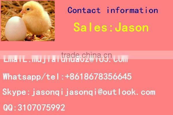 High quality and stainless steel quail egg scissors