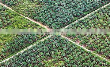 Professional design Surpcritical fluid extraction machine