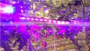 best selling led grow light bar 150w for greenhosue cucumber tomato factory price plant lighting tube