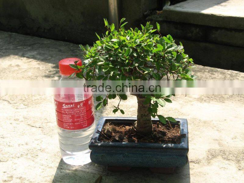 Ulmus ( Chinese Elm) bonsai tree ball shape