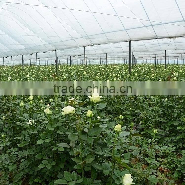 Quality hot-sale decoration tulips