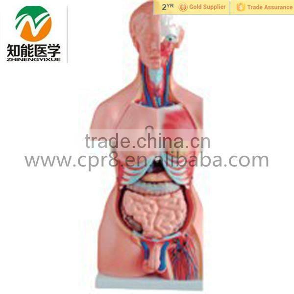 Human Anatomical male/female torso model with organ