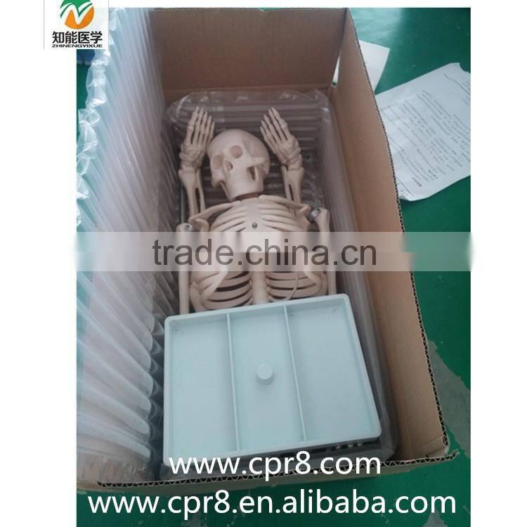 84cm Medical Artificial Human Anatomical Skeleton Model