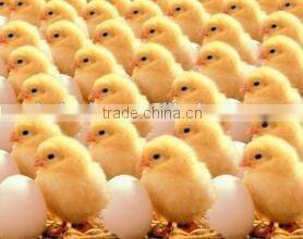 best quality poultry egg incubator .chicken egg hatchery for sale