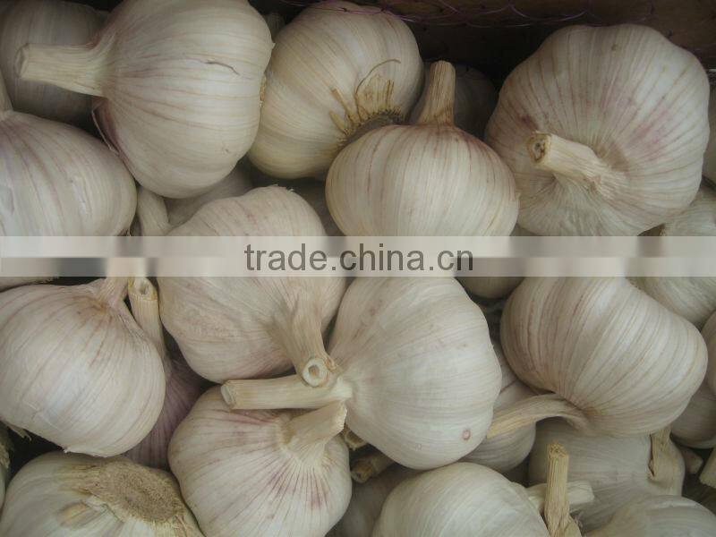 2014 new crop normal white garlic 5.0cm