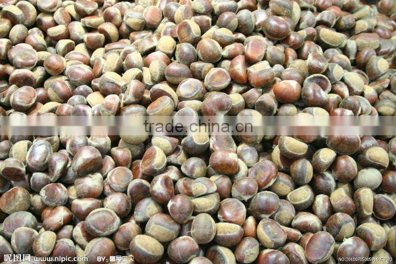 china fresh chestnut in shell