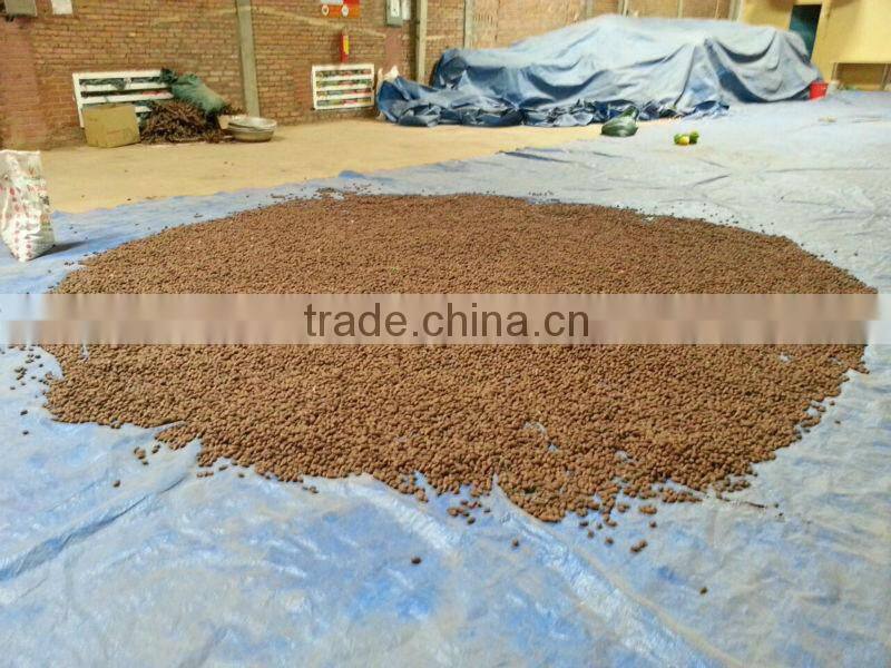 VIETNAM SCAPHIUM SCAPHIGERUM