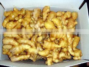 Shandong Weifang/Laiwu Wholesale Ginger Price
