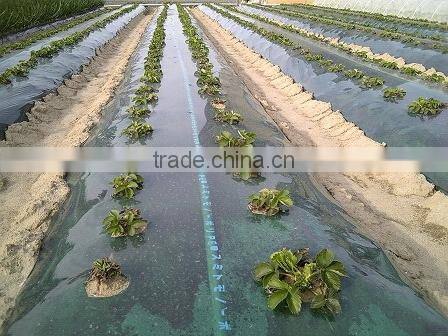 Plastic agricultural perforated film with holes for seeding growth