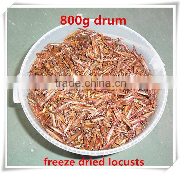 Drum (800g) Freeze Dried Locusts ;Dried Locusts For Wild Bird