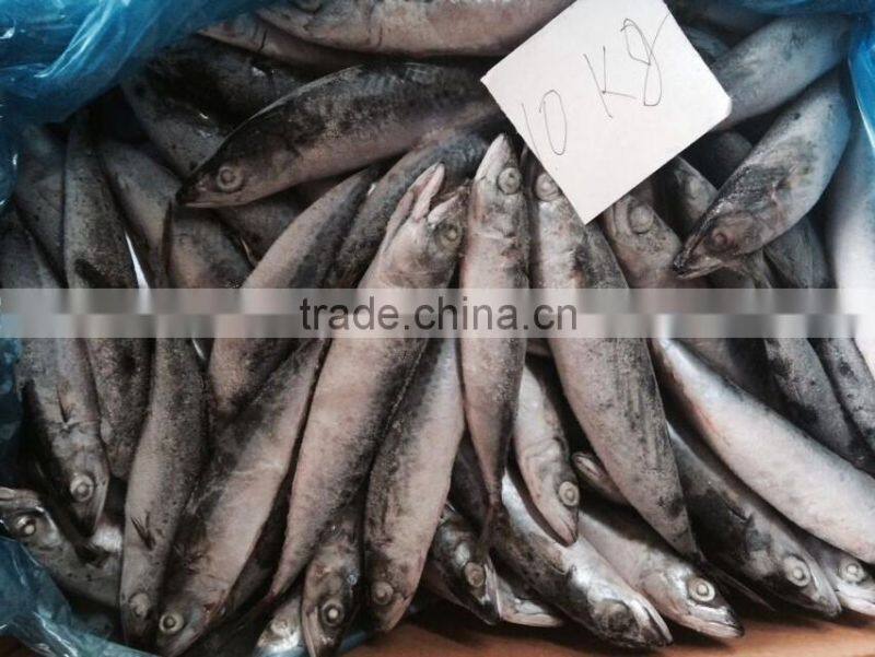 China Suppliers of frozen mackerel
