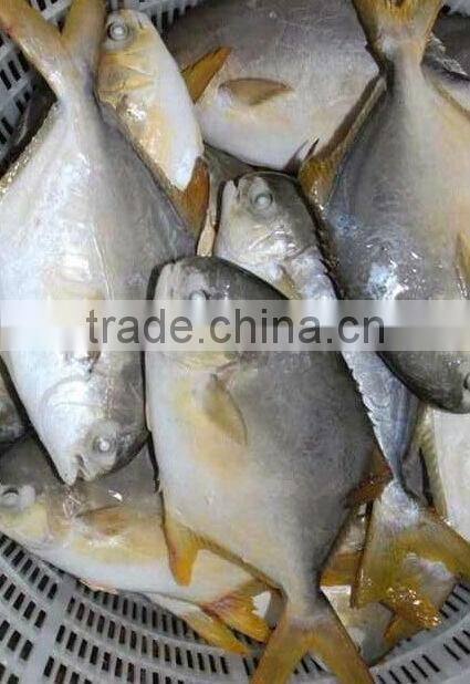 frozen fish gold pomfret