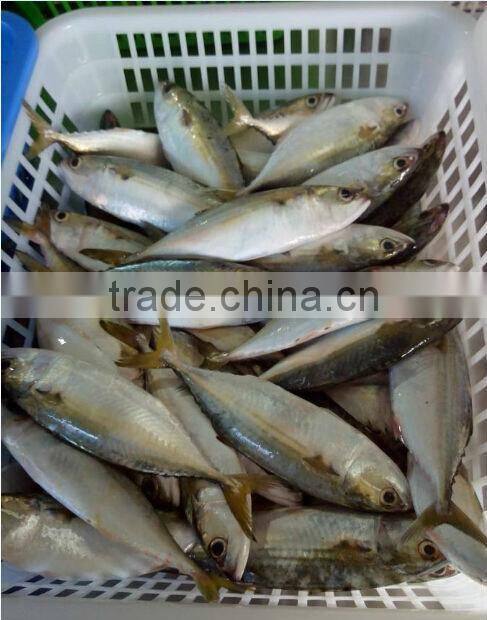 halal frozen meat indian mackerel