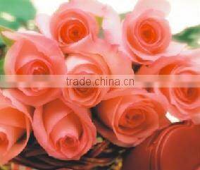 natural factory price best quality Breast enhancement massage oil