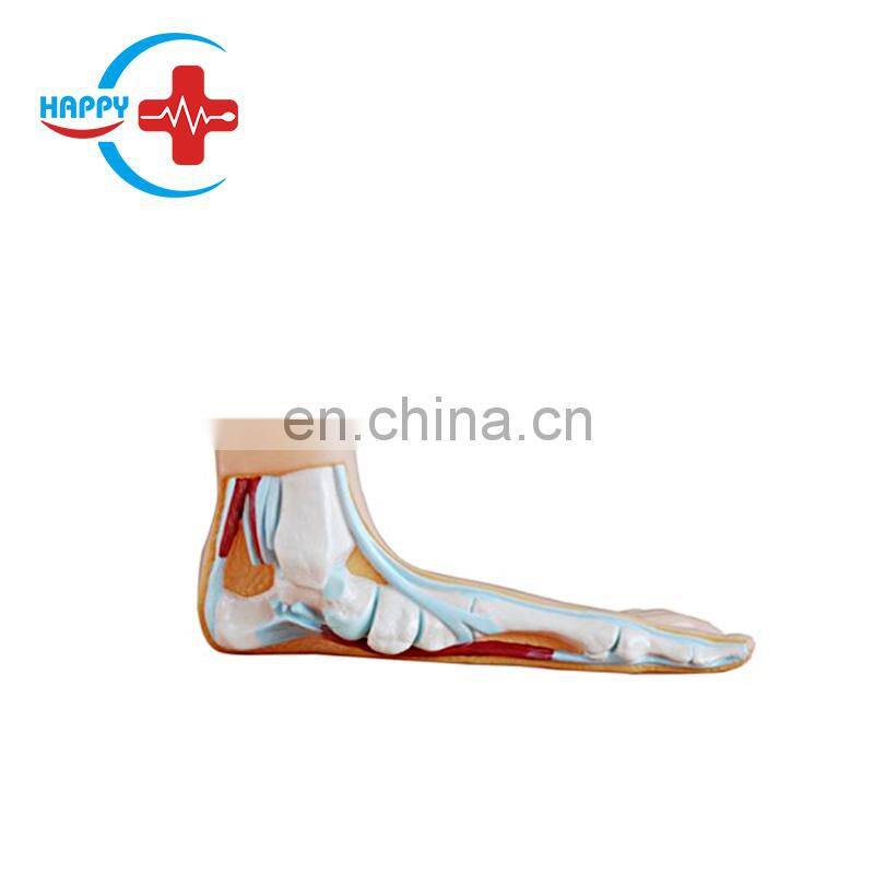 HC-S274 Normal foot/flat foot/arched foot model,Medical Human Anatomical foot model