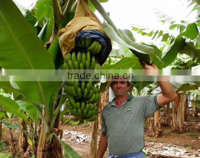 Banana protection bags/growing bags for fruit