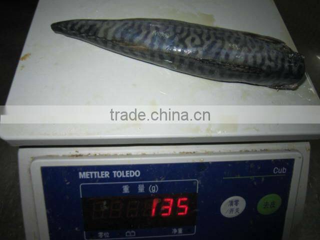 Pacific mackerel HGT