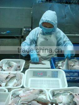 frozen fresh sardine