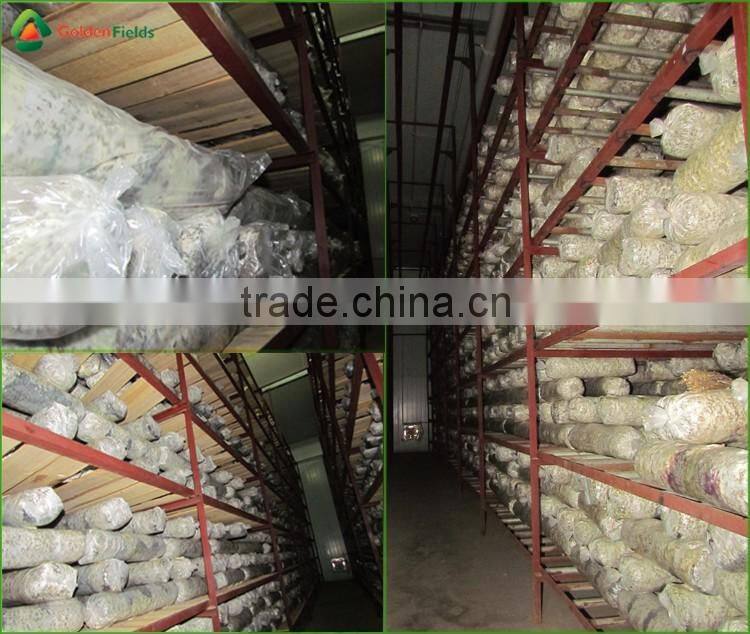 Black Chinese Mushrooms,Shitake Mushrooms Health Benefits,Growing Shitake Mushrooms