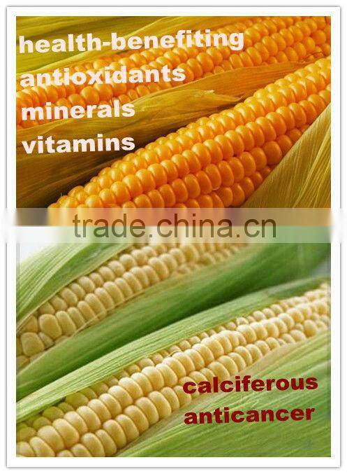340g Canned Sweet Corn Canned Vegetable