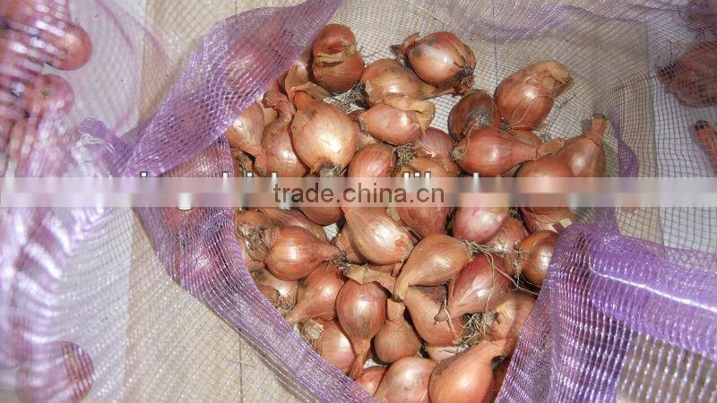 fresh onion