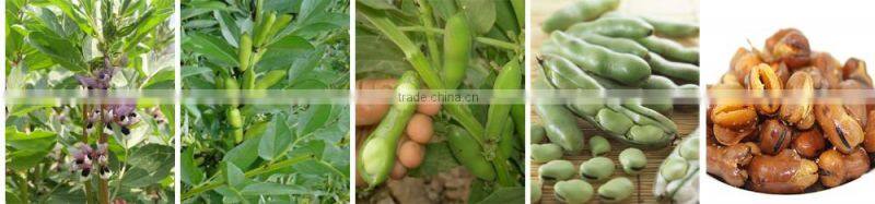 Bulk Packing Fried Broad Bean Snacks Seaweed Flavor Broad Bean Chips
