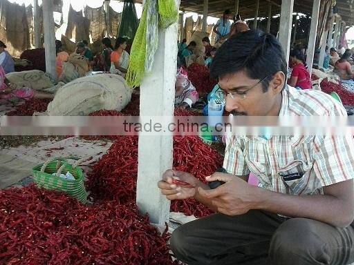 Export quality S-17 Stemless Teja chilly.