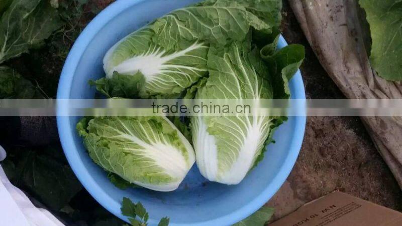 fresh new crop chinese cabbage