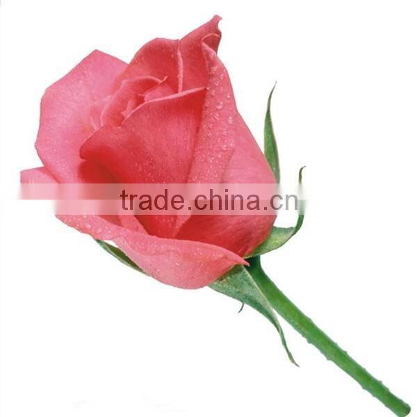 Fresh cut rose flower