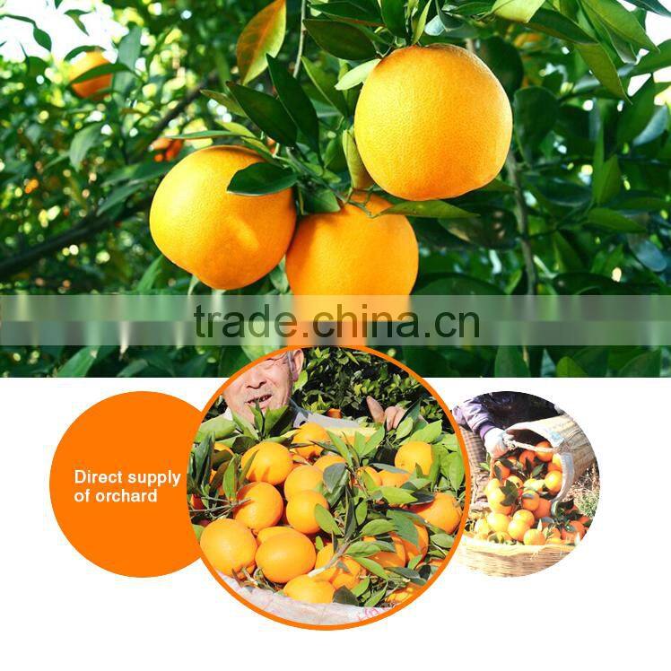 Wholesale Fruit Pulp Jelly Cup Fruit in Syrup