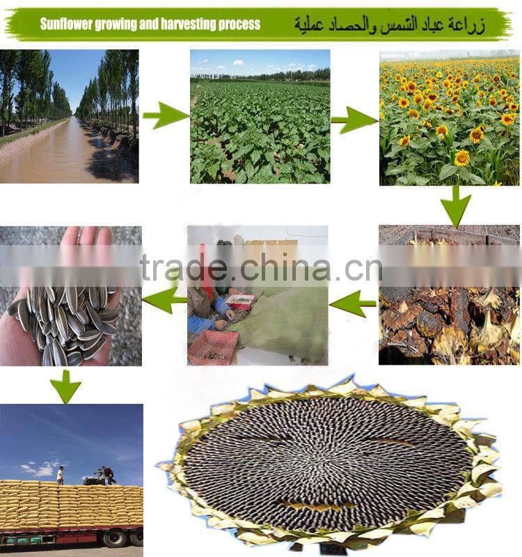 Supply Wholesale New Crop White Sunflower seeds