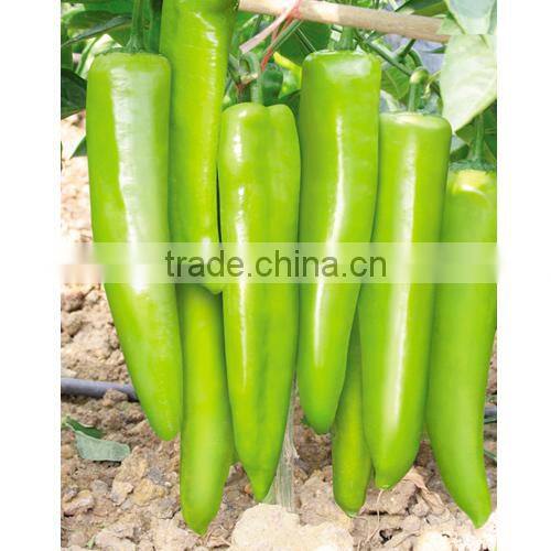 AP201 Guoluo green-yellow skin hybrid pepper seeds in china