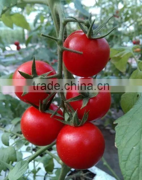 Tomato seeds red tomato seeds anti TY General F1