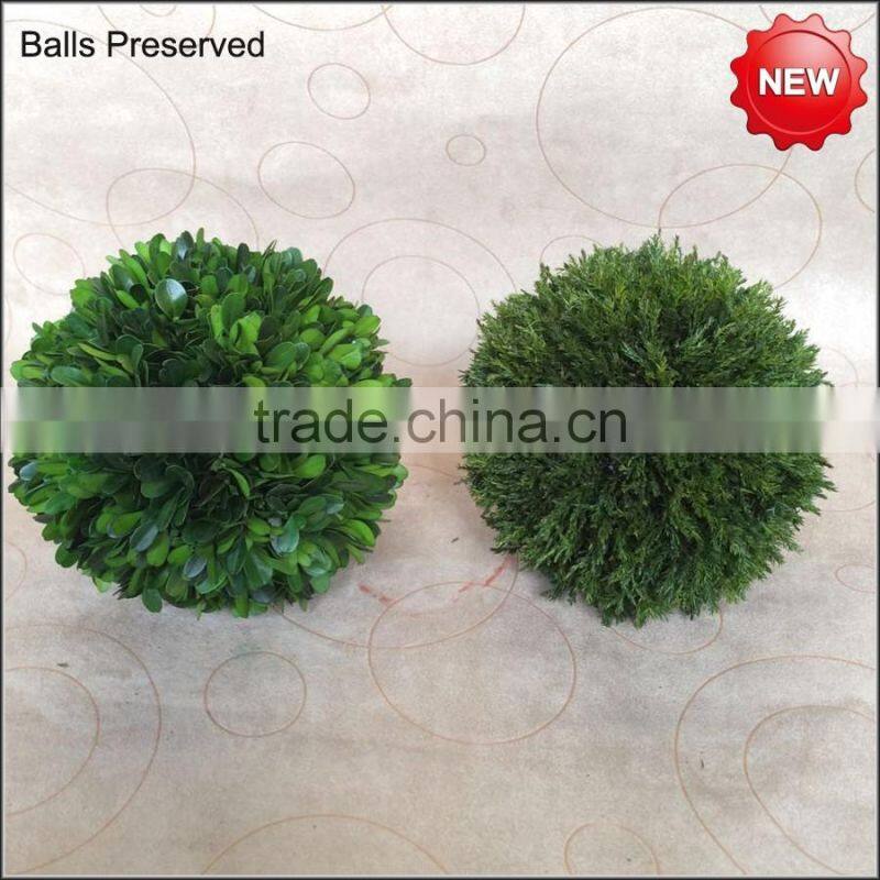 Cypress balls preserved