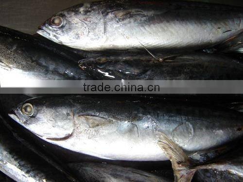 Frozen Bonito for Canning