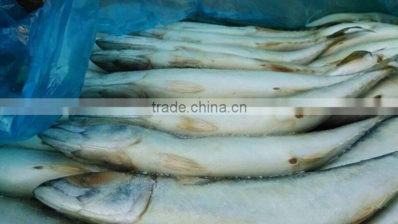 organic seafood,300-500g Frozen Mackerel Fish
