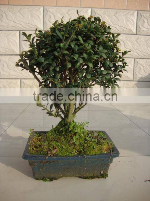ilex chinensis Sims bonsai ball shape