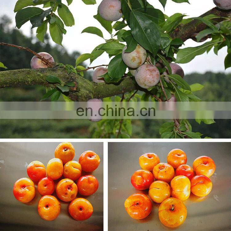 One class Factory OLQH-190 model plum seed core pit remover separator machine on sale