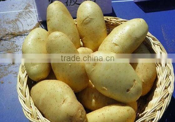 small size fresh potato